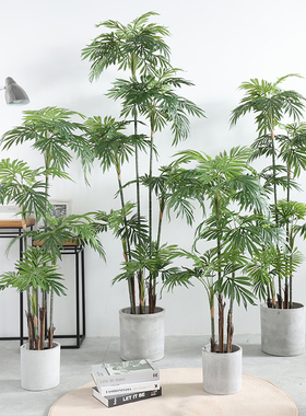 巴西铁树热带绿植造景