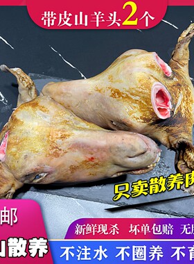 新鲜现杀带皮整只食用羊头肉