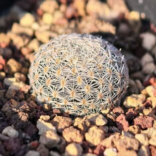 实生美丽丸仙人球白刺乳突多肉植物花卉绿植室内盆栽阳台四季好养