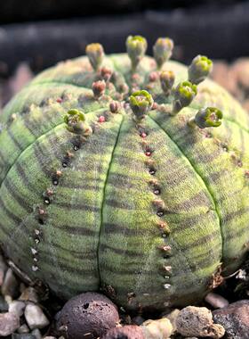 自根布纹球母本多肉植物阳台易养