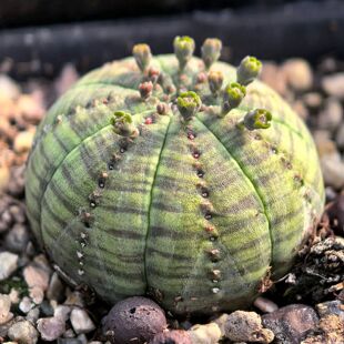 自根布纹球母本开花株多肉植物大戟花卉绿植室内盆栽阳台四季好养