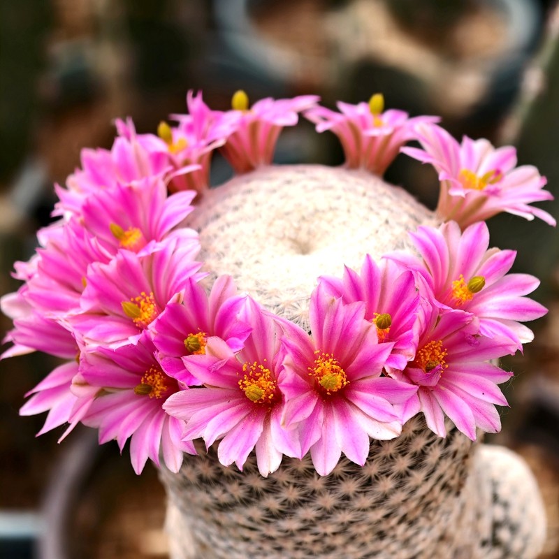 实生白鸟仙人球多肉植物乳突花卉绿植室内盆栽阳台四季好养易活,鲜花速递/花卉仿真/绿植园艺,多肉植物,淘宝优惠券,粉丝福利购,淘宝优惠卷