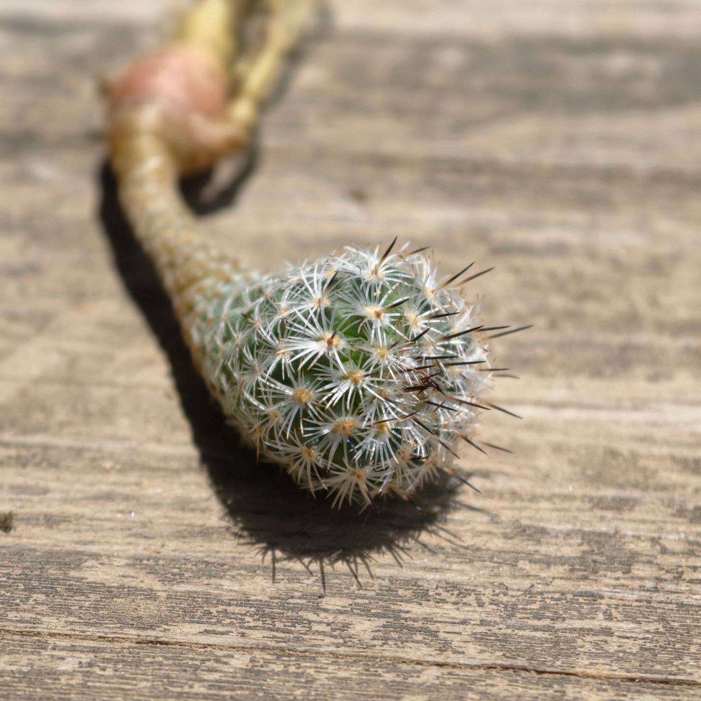 实生赤花美针玉仙人球块根多肉植物花卉绿植室内盆栽阳台四季好养