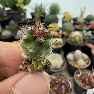 实生龙爪球秋霜