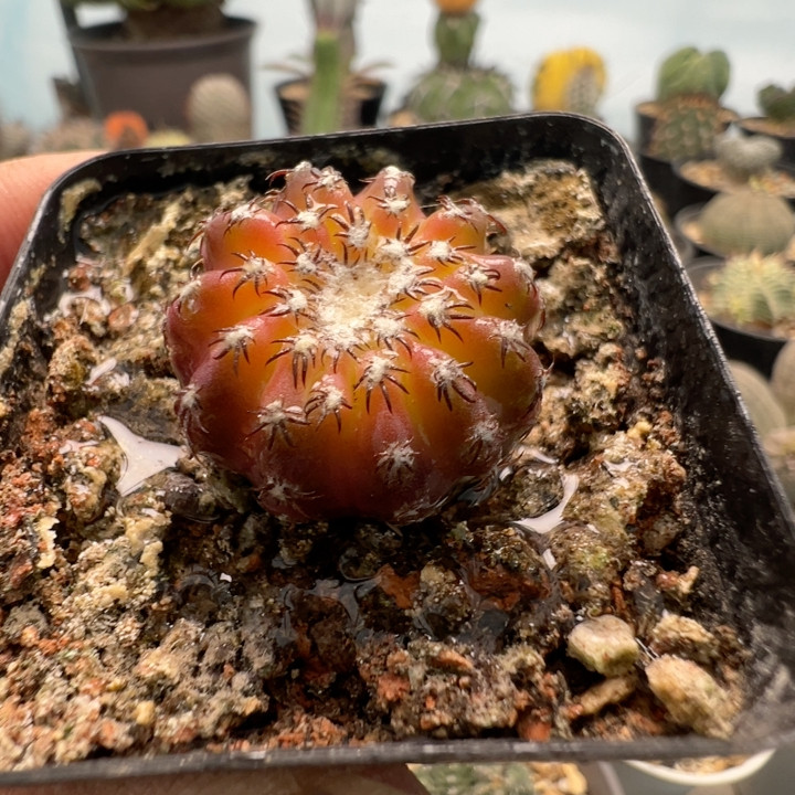 实生猫爪圆盘玉锦,鲜花速递/花卉仿真/绿植园艺,多肉植物,淘宝优惠券,粉丝福利购,淘宝优惠卷