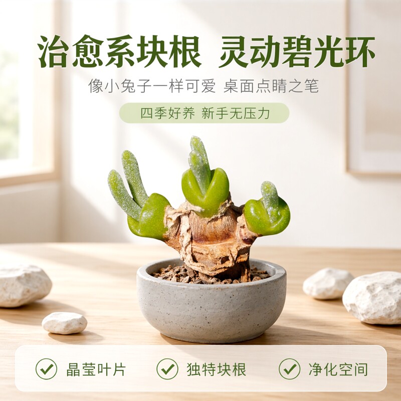 小兔子碧光环块根番杏多肉植物造景花卉绿植室内盆栽阳台四季好养