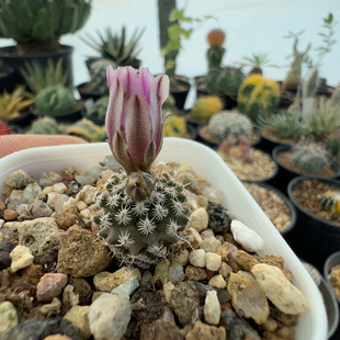 实生红花海胆娇丽