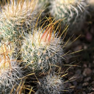 实生雪溪丸白仙人球多棱玉多肉植物花卉绿植室内盆栽阳台四季好养