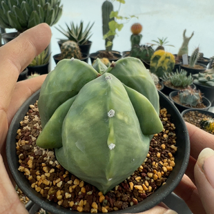 实生复棱三角鸾凤玉7.5