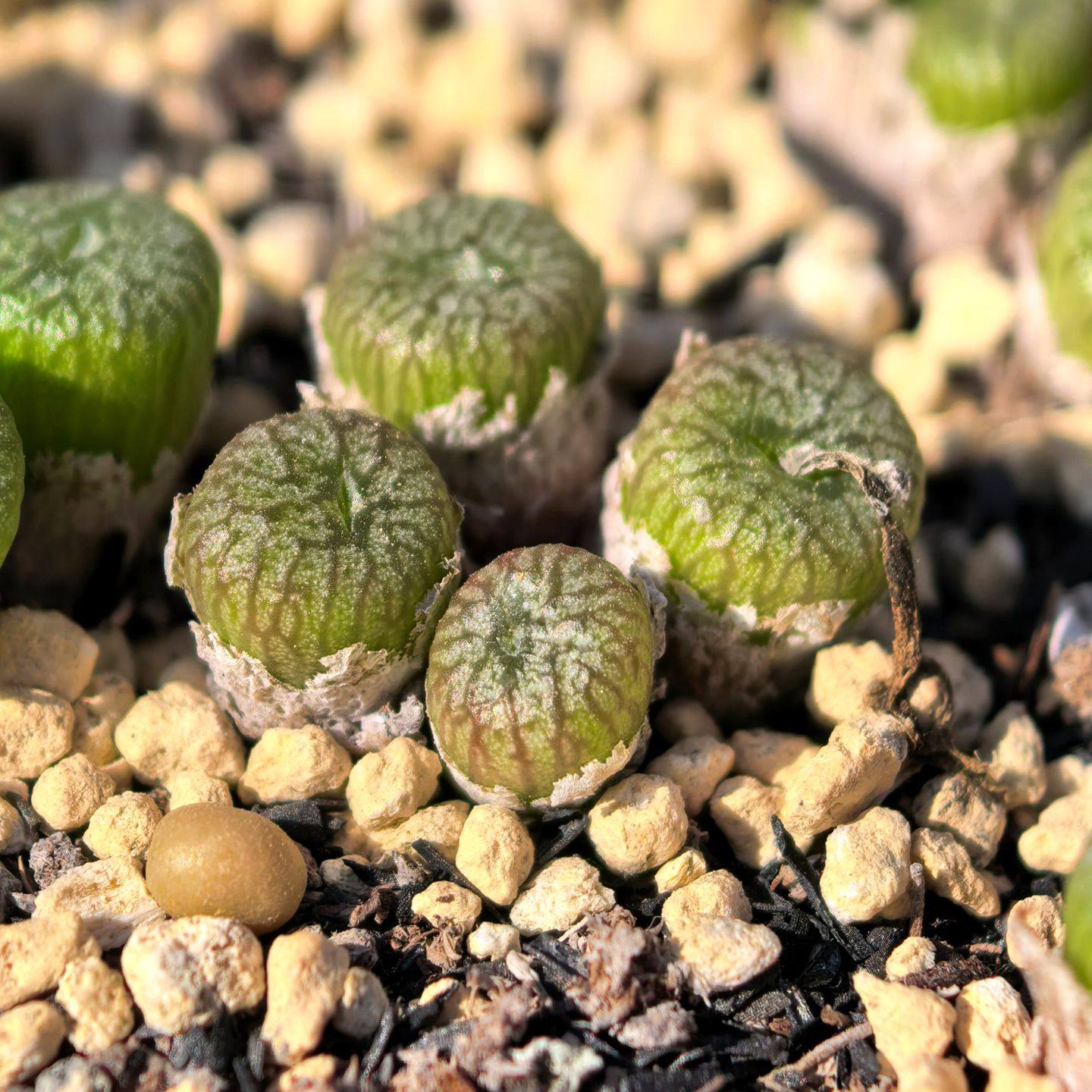 多头群生流水铜壶肉锥多肉植物番杏花卉绿植室内盆栽阳台四季好养