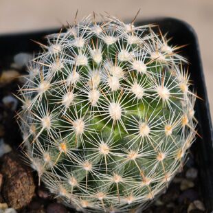 自根北极丸白刺仙人球松球多肉植物花卉绿植室内盆栽阳台四季好养
