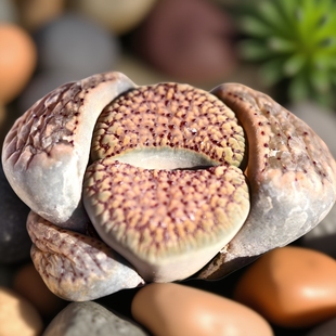 红血点朝贡玉生石花多肉植物花卉绿植室内盆栽番杏阳台四季好养