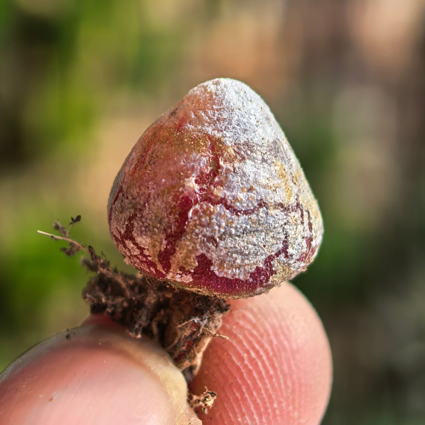 青青花草多肉植物红灯泡阳台好养