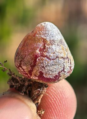 红色肉锥灯泡母本多肉软体陀螺形植物美观趣味室内阳台好养不带土