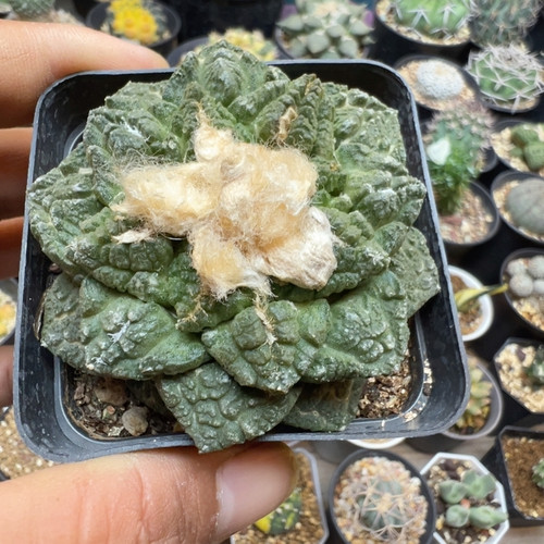 自根大疣龟甲牡丹7.0