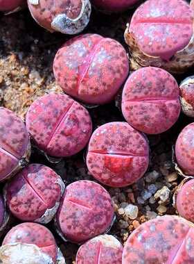 园艺生石花紫石榴C393A屁股花番杏多肉植物室内阳台绿植盆栽好养