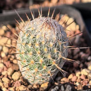 实生萨拉戈萨仙人球娇丽多肉植物花卉绿植室内盆栽阳台四季好养