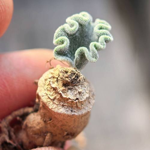 冰晶海带爱心雾冰玉块根多肉植物