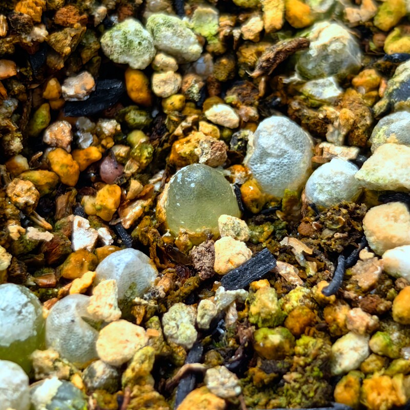 哈默灯泡多肉植物绿植花卉盆栽室内小型夜开趣味提神阳台冬季易养