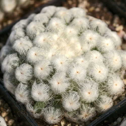 自根佛头白星仙人球多肉植物好养