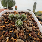 实生刺缀精巧殿