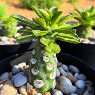 无刺霸王鞭猪鼻大戟多肉植物花卉绿植室内盆栽阳台窗台四季好养