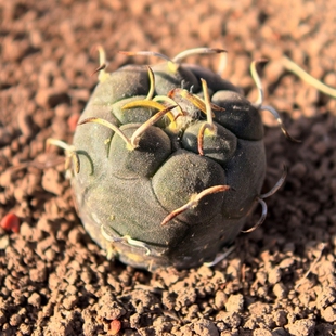 实生海鸥刺离城丸仙人球娇丽多肉植物花卉绿植室内盆栽阳台好养