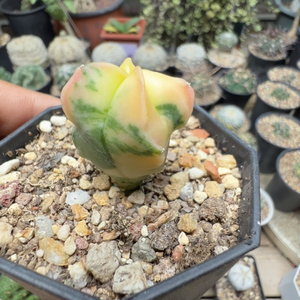 实生散斑鸾凤玉锦
