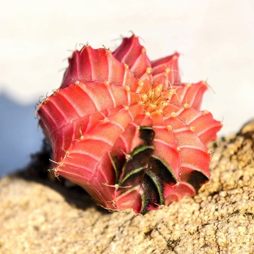 纯肋骨牡丹粉锦仙人球多肉植物