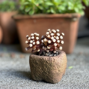 实生松针牡丹双头仙人球乳突多肉植物花卉绿植室内盆栽阳台好养