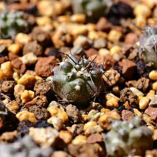 实生黑王丸仙人球Cinerea龙爪球多肉植物花卉绿植室内阳台好养