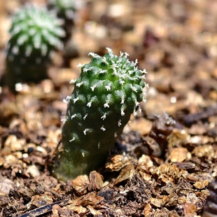 实生精巧殿刺缀仙人球娇丽多肉植物花卉绿植室内盆栽阳台四季好养