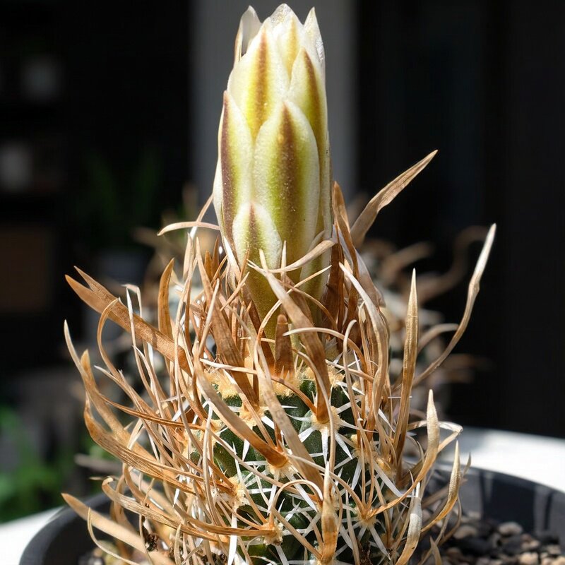 自根白花月之童子仙人球好养