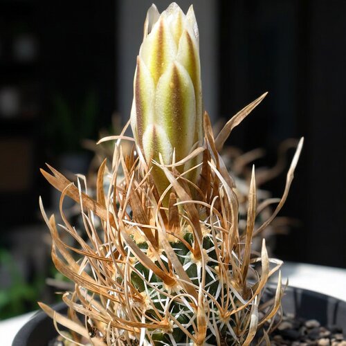 自根白花月之童子仙人球好养