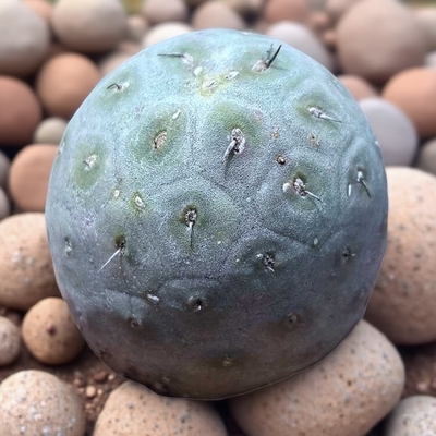 四季好养多肉植物花卉绿植仙人球