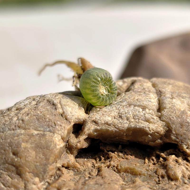 正版实生佛座箍鳞芹属Bulb多肉植物花卉绿植室内盆栽阳台四季好养,鲜花速递/花卉仿真/绿植园艺,多肉植物,淘宝优惠券,粉丝福利购,淘宝优惠卷