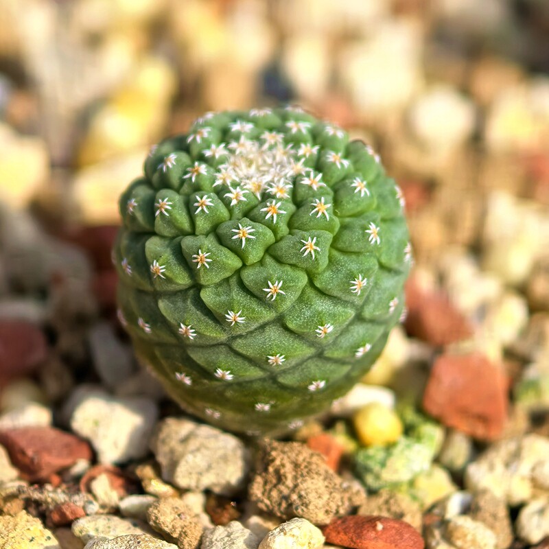 实生白花菊水玉仙人球多肉植物花卉绿植室内盆栽趣味阳台四季好养