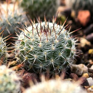 欧系实生白玉兔仙人球germinispina乳突多肉植物花卉绿植室内盆栽