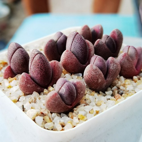 多肉植物帝玉价格 多肉植物帝玉图片 星期三