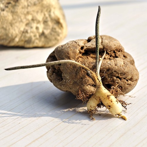 四季好养实生多肉植物阳台美杜莎