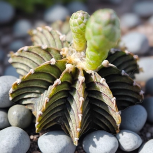 实生纯肋骨牡丹仙人球多肉植物超萌肉肉办公室花卉绿植盆栽夏季养