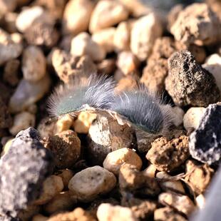 银毛叶苔花石蒜块根多肉植物冬型种花卉绿植室内盆栽阳台四季好养