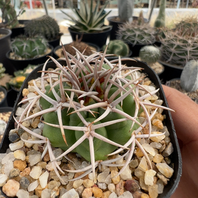实生超刺碧岩玉5.0