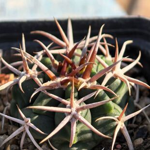 实生包刺碧岩玉狂刺仙人球裸萼多肉植物花卉绿植室内盆栽阳台好养