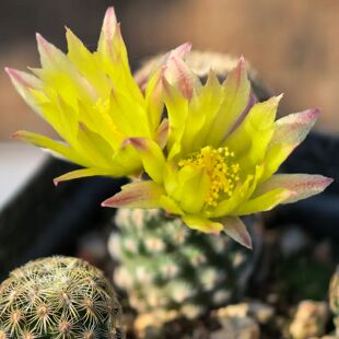 实生双头白子法师仙人球乳突多肉植物花卉绿植室内盆栽阳台好养