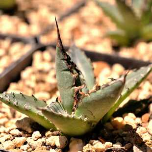 实生霍利达强刺龙舌兰agave horrida成株多肉植物花卉绿植室内养