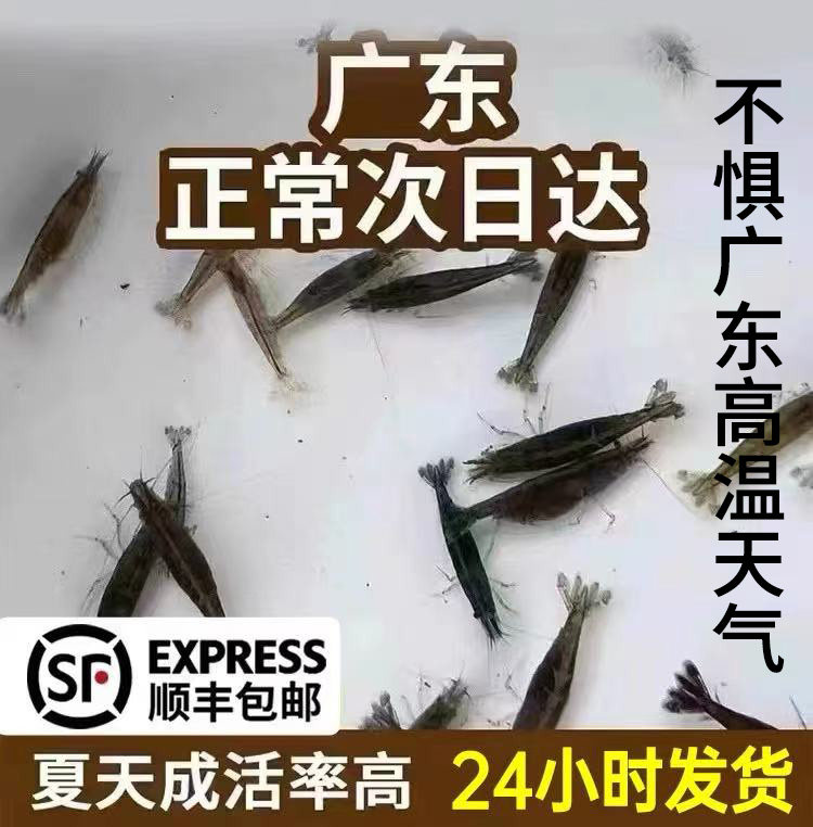 黑壳虾活体广东次日达除藻虾草虾清洁虾饲料工具水族箱鱼缸包邮
