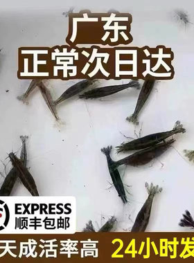 黑壳虾除藻虾观赏虾清洁虾饲料虾