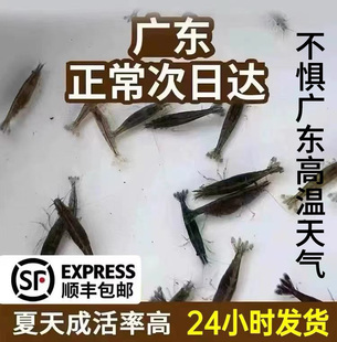 黑壳虾活体广东次日达除藻虾草虾清洁虾饲料工具水族箱鱼缸包邮