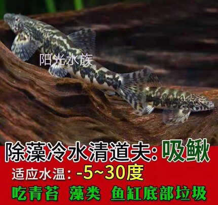冷水清道夫吸鳅爬岩鳅观赏鱼冷水鱼清洁鱼观赏鱼原生鱼常年不加温